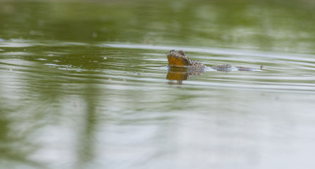 European fire-bellied toad 