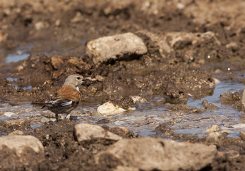 Common Linet (Carduelis cannabina)