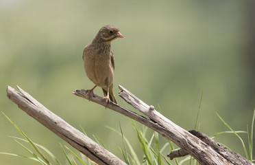 Ortolan Bunting