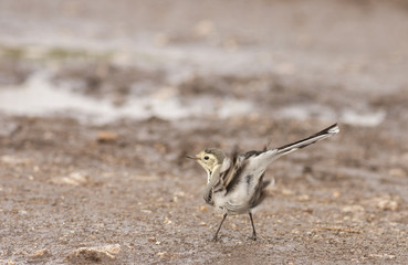 White Wagtail (Motacilla alba)