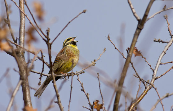 Cirl Bunting