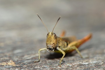 Grashüpfer auf Holzbalken
