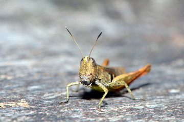 Grashüpfer auf Holzbalken