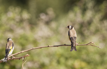 Common Goldfinch (Carduelis carduelis)