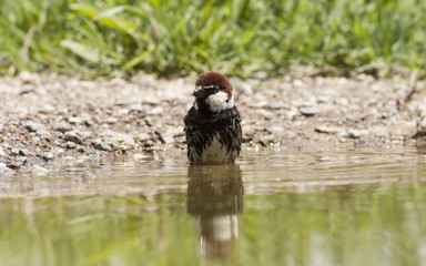 Spannish Sparrow