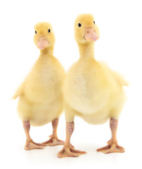 Two yellow ducklings standing side by side, isolated on white background