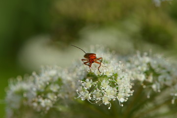 Kleiner Käfer auf der blüte