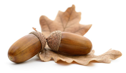 Oak acorns with leaf. - obrazy, fototapety, plakaty