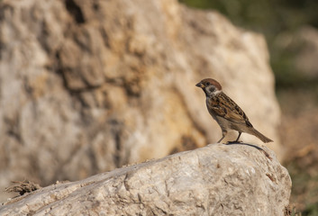 Tree sparrow