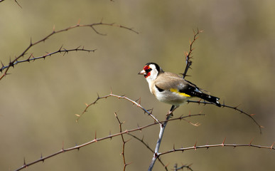 Common Goldfinch (Carduelis carduelis)