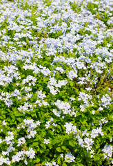 Obraz na płótnie Canvas Field of mauve flowers in summer.