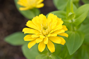 zinnia elegans flowers.