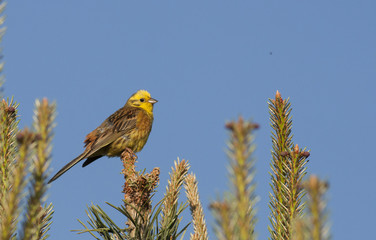 Yellowhammer 