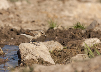 Northern Wheatear (Oenanthe oenanthe) - young