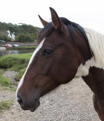 Obraz premium Head of Piebald Dark brown and white Horse 