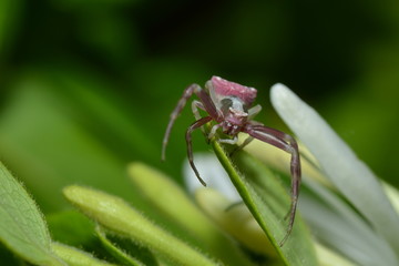 Veränderliche Krabbenspinne