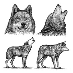 Obraz premium engrave wolf illustration