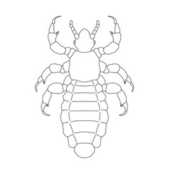 A head  human louse. Pediculus humanus capitis. Sketch of louse