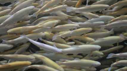 Albino rainbow trout close P HD 1598