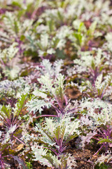 Decorative vegetables.