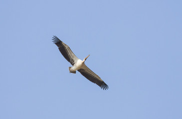White Pelicans (Pelecanus onocrotalus)
