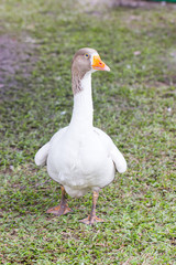 Pomeranian goose (Pommerest Gans).