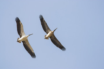White Pelicans (Pelecanus onocrotalus)