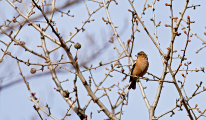 Chaffinch