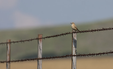 Isabelline wheatear (Oenanthe isabellina)