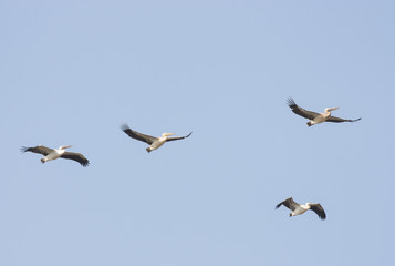 Fototapeta na wymiar White Pelicans (Pelecanus onocrotalus)