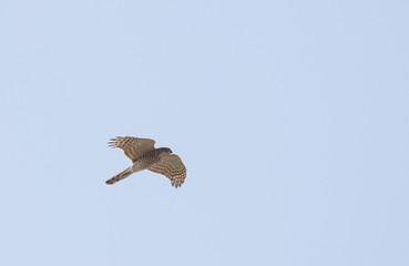 Sparrowhawk (Accipiter nisus)