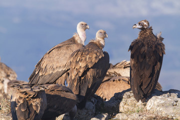 Portrait of griffon and black scavenger vultures