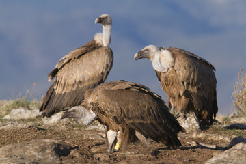 Portrait of griffon and black scavenger vultures