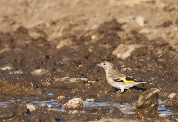 Common Goldfinch (Carduelis carduelis)