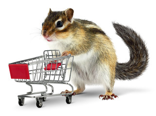 Funny animal with shopping cart on white