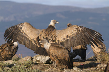 Portrait of griffon and black scavenger vultures