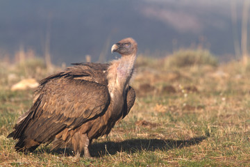 Portrait of griffon and black scavenger vultures