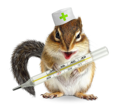 Funny animal chipmunk hold thermometer, veterinary concept on wh