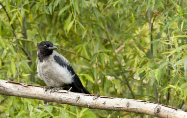 Hooded Crow