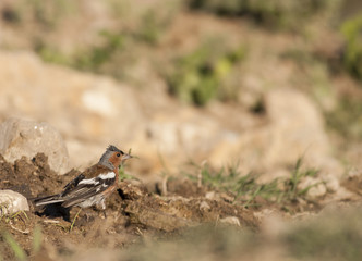 Chaffinch