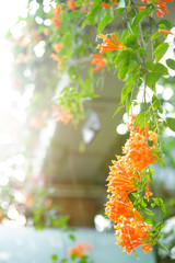 垂れさがるオレンジ色の花