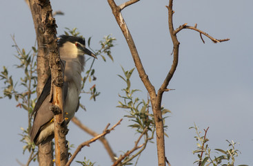 Black-crowned Night Heron