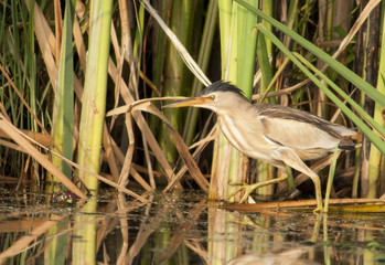 Little Bittern