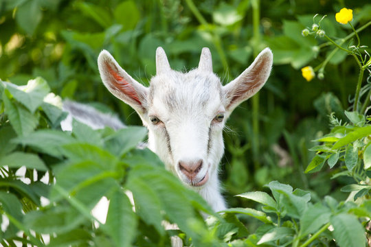 Little goat closeup
