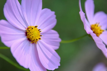 Obraz premium 紫色のコスモス