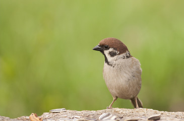Tree sparrow