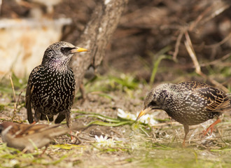 Common Starling