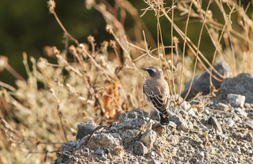 Northern wheatear