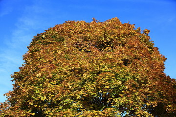 Baumkrone im Herbst
