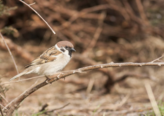 Tree sparrow